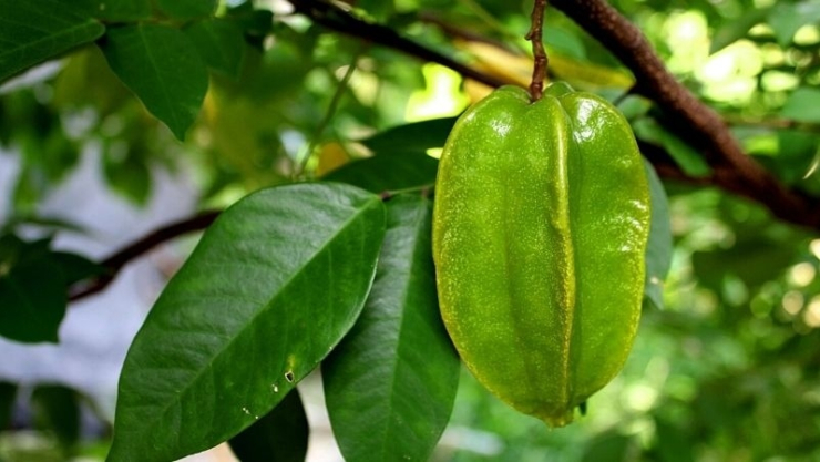 Với lượng calo thấp cùng hàm lượng nước và chất xơ dồi dào, quả khế là người bạn đồng hành lý tưởng cho những ai đang muốn duy trì vóc dáng thon gọn.
