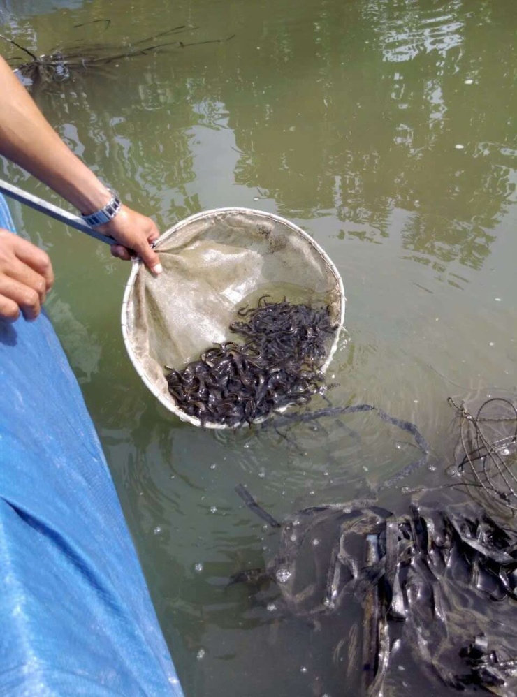 Nông dân thả giống nuôi cá chình