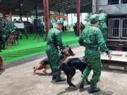 Việt Nam đưa 8 chó nghiệp vụ Biên phòng sang tìm kiếm cứu nạn sau động đất tại Venezuela