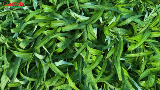 Tại nhiều chợ dân sinh, mỗi bó rau chỉ có giá từ từ 15.000 – 25.000 đồng/kg tùy thời điểm.