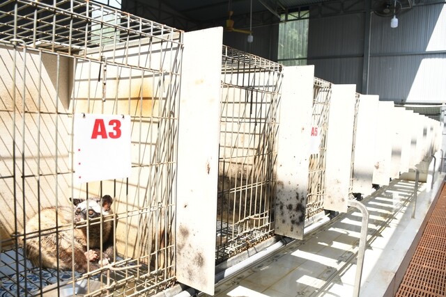 Anh Đinh Nhật (SN 1993, xã Xuân Phú, TP Đồng Nai), chủ trang trại chồn hương, cho biết anh bén duyên với nghề nuôi chồn hương được 4 năm nay và hiện đang được biết đến là nơi nuôi chồn hương quy mô lớn của TP Đồng Nai.