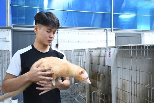 Khám phá trang trại nuôi chồn hương đặc biệt ở TP Đồng Nai - 7