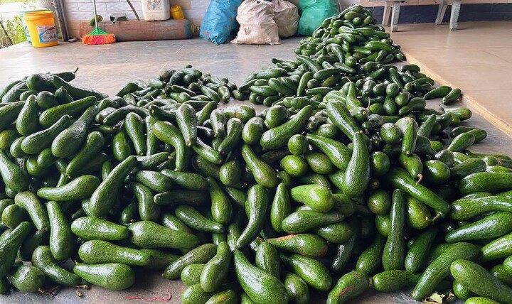 Bơ 034 đang vào chính vụ thu hoạch tại Tây Nguyên nhưng giá thu mua tại vườn giảm mạnh, chỉ còn 5.000 - 7.000 đồng/kg.