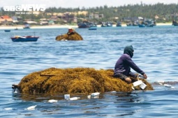 Trúng đậm rong mơ, ngư dân Quảng Ngãi 'bỏ túi' bạc triệu mỗi ngày