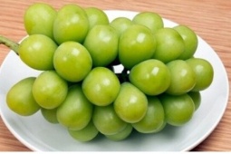 Trồng nho mẫu đơn 400.000 đồng/kg: hướng đi mới cho vùng đất khó
