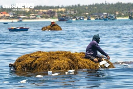 Trúng đậm rong mơ, ngư dân Quảng Ngãi 'bỏ túi' bạc triệu mỗi ngày