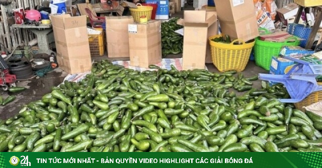 Bơ đặc sản từng ‘gây sốt’ nay rớt giá thê thảm