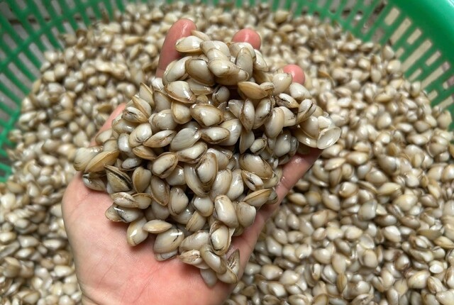 Con dắt có nhiều giá trị dinh dưỡng.