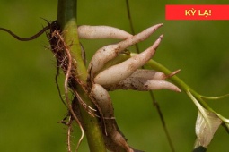 Tin tức sức khỏe - Loại rau dại mọc đầy đường nay được xem như “thuốc quý” cho đường tiết niệu, giúp đi tiểu thông thoáng, dễ dàng