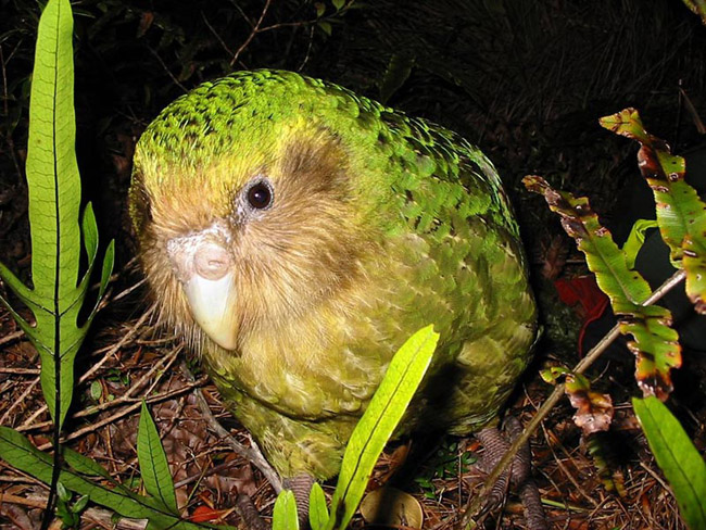 Vẹt Kakapo là loài vẹt không biết bay trên thế giới. Chúng phân bố ở New Zealand nhưng nay chỉ còn lại một số ít khoảng 128 loài sinh sống trên đảo.