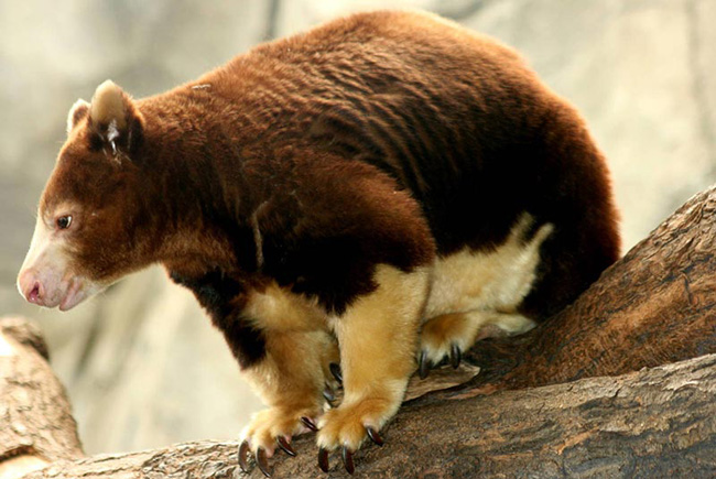 Chuột túi cây &#40;Tree Kangaroo&#41; nay chỉ còn lại khoảng 1% cư trú trên cây nằm trong các khu rừng nhiệt đới New Guinea và Queensland.