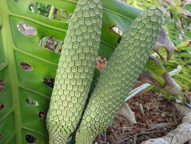 Cái tên&nbsp;Monstera deliciosa bắt nguồn từ hai từ tiếng Anh là Monster &#40;Quái vật&#41; và Delicious &#40;Món ngon&#41;.