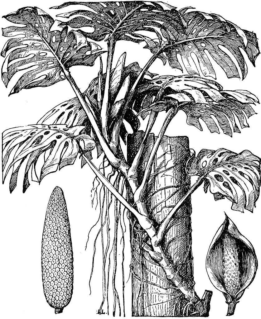 Monstera deliciosa được các thổ dân châu Mỹ phát hiện ra từ khá sớm, khi đó họ đã coi chúng là cây trồng cung cấp lương thực chính trong mùa hè.