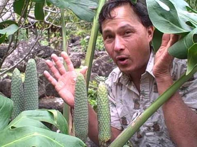 Quả của&nbsp;Monstera deliciosa thường đạt tới chiều dài trung bình khoảng 30cm.