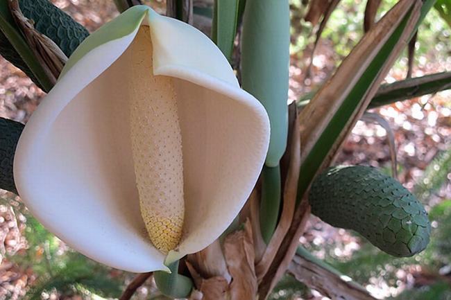 Hoa của chúng có màu trắng, mùi thơm dịu giống mùi trái dứa khi đã chín.