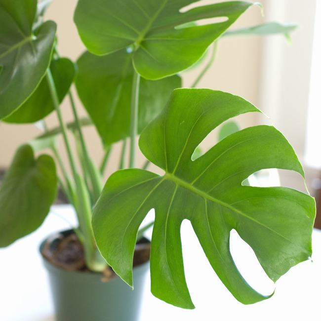 Hiện nay,&nbsp;Monstera deliciosa còn được dùng làm loại cây trang trí trong các văn phòng, tòa nhà.