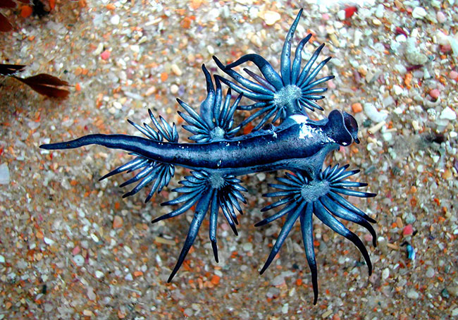 Thiên thần xanh &#40;Glaucus Atlanticus&#41; có tên gọi đặc biệt nhờ cấu tạo cơ thể đặc biệt cùng màu xanh lam đẹp mắt.
