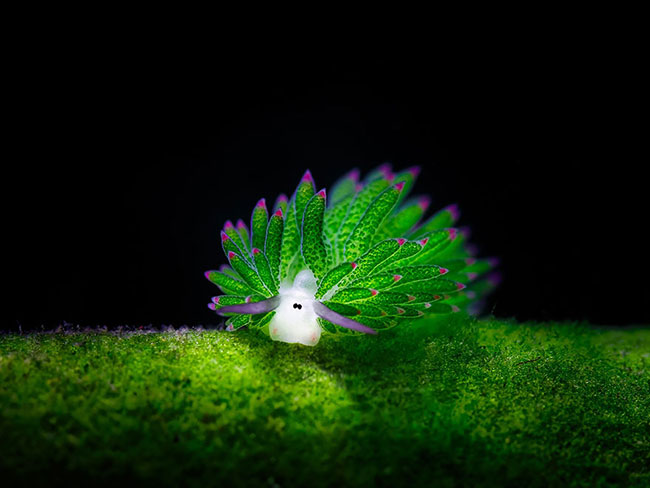 Loài sên biển có tên gọi Cừu biển &#40;Costasiella Kuroshimae&#41; có ngoại hình giống như loài cừu.
