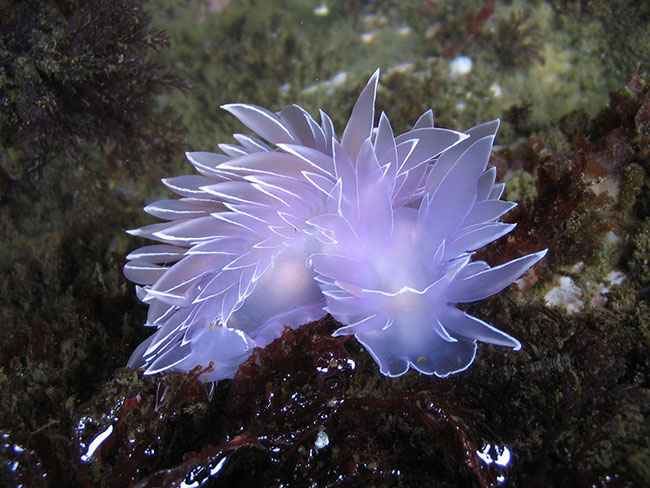 Sên biển&nbsp;Cadlinella Ornatissima trông không khác một bông hoa.