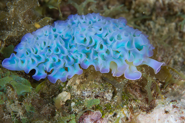 Sên rau diếp biển &#40;Elysia Crispata&#41; ngay từ tên gọi cũng cho người ta cảm giác về hình thù giống loại rau trên cạn.