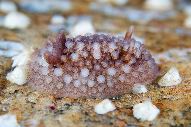 Sên biển&nbsp;Onchidoris Bilamellata.