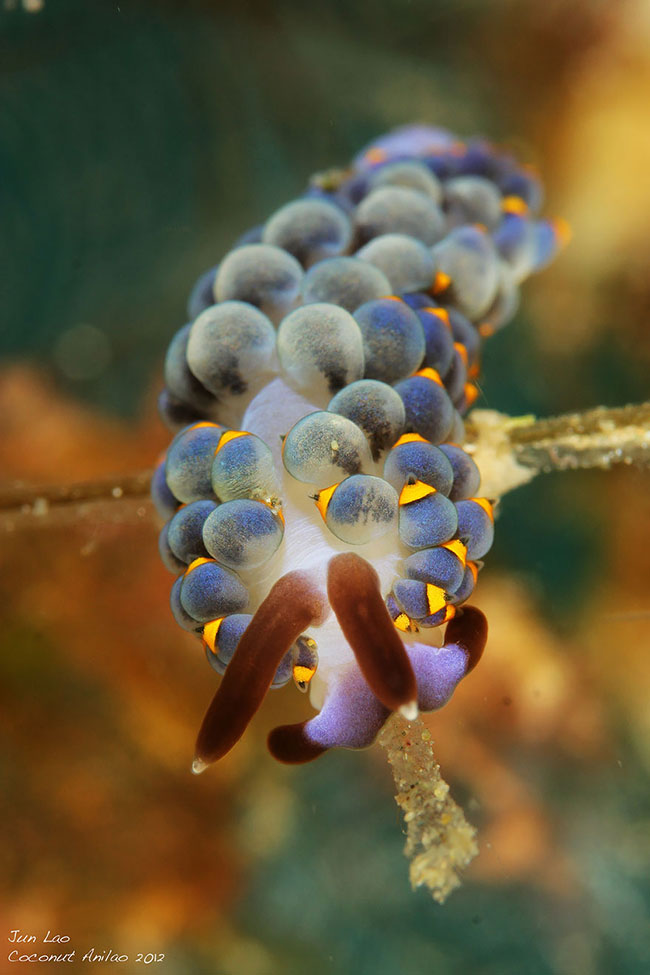 Sên biển&nbsp;Phyllodesmium Serratum lại giống như một chùm nho.