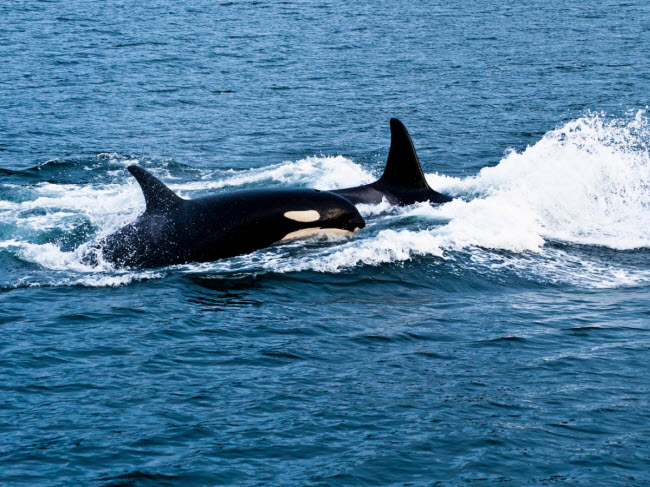Địa điểm ngắm cá voi lý tưởng nhất nước Mỹ là đảo Orcas thuộc quần đảo San Juan ở ngoài khơi bờ biển bang Washington.