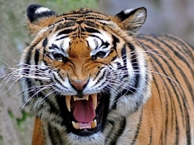 Con hổ ”quỷ dữ” giết 430 người, khủng khiếp nhất châu Á
