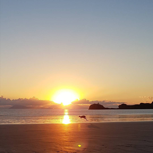 26. Vườn quốc gia Cape Hillsborough:&nbsp;Muốn chụp một bức ảnh đặc trưng nhât về nước Úc thì phải đến bán đảo núi lửa này. Tại công viên tự nhiên Cape Hillsborough, bạn có thể dễ dàng bắt gặp những hình ảnh về những chú chuột túi tắm nắng bình minh trên bãi biến.