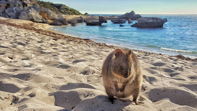 30. Đảo Rottnet: Ở đảo Rottnest bạn có thể tự do khám phá những bãi biển yên tĩnh cát trắng trải dài, và lặn ngắm những rặng san hô xinh đẹp nhiều màu. Đây cũng là nơi ở của một trong số những loài thú có túi dễ thương nhất thế giới, Quokka. Những chú Quokka chỉ nhỉnh hơn mèo một chút này nổi tiếng là cực kỳ ăn ảnh và rất thích chụp “tự sướng” đấy.