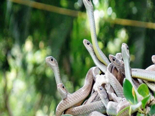 Rùng mình hàng trăm con rắn lúc nhúc trên cây ở trại mãng xà lớn nhất VN