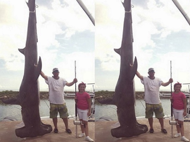 Mỹ: Câu được cá mập đầu búa 4 tạ, phá kỉ lục 37 năm