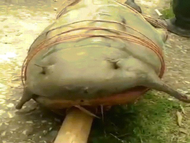 Giết cá da trơn khổng lồ quý để ăn, 5 người Ấn Độ bị bắt