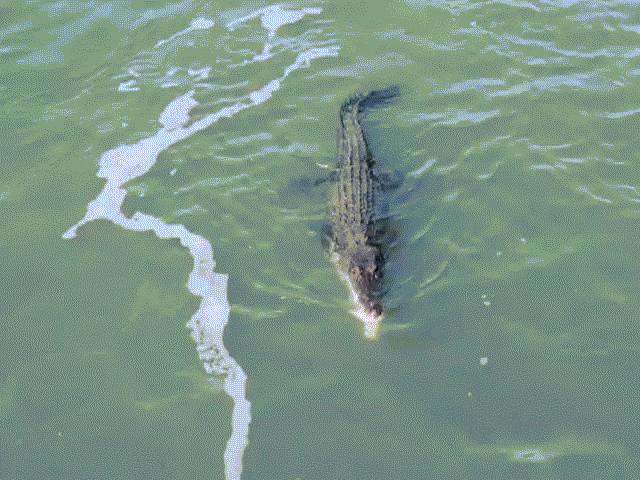 Cá sấu quỷ quyệt, rình thời cơ “vàng” ăn thịt cá mập