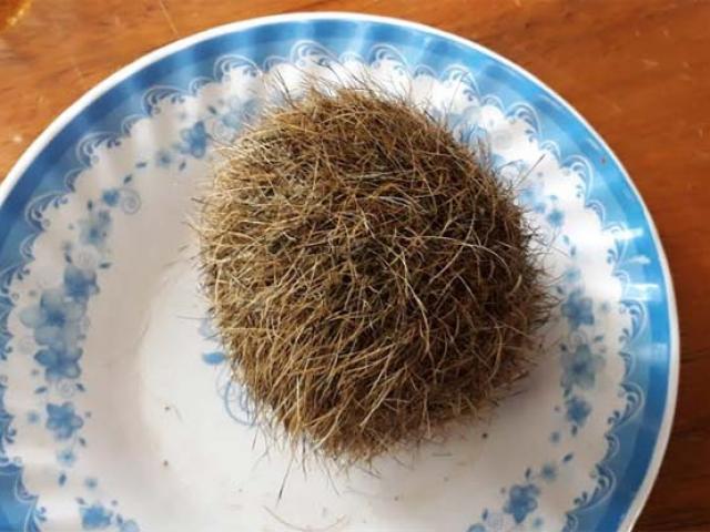 Phát hiện ”Trư cát” trong dạ dày heo