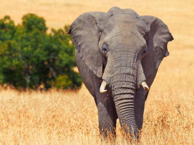 Thợ săn châu Phi bị voi khổng lồ giẫm chết