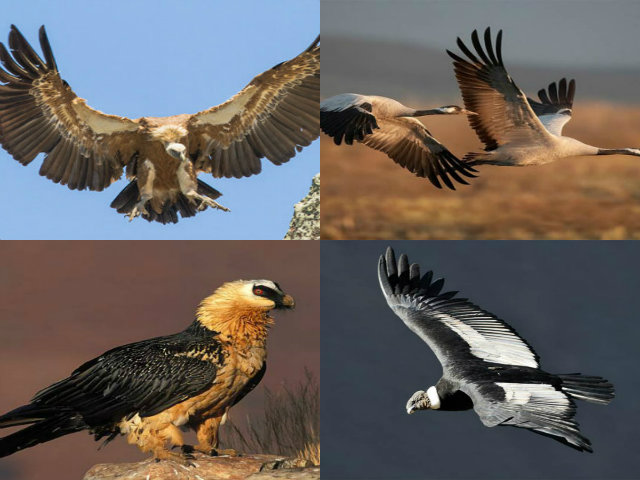 10 loài chim bay cao nhất, ”đua” cả với máy bay