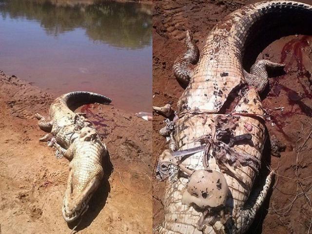 Brazil: Mổ bụng cá sấu thấy thi thể người bên trong