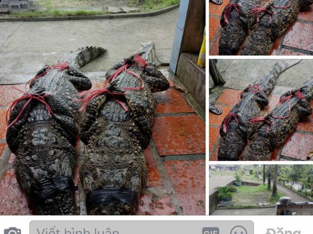 Thực hư thông tin bắt được cá sấu 83kg ở Cà Mau