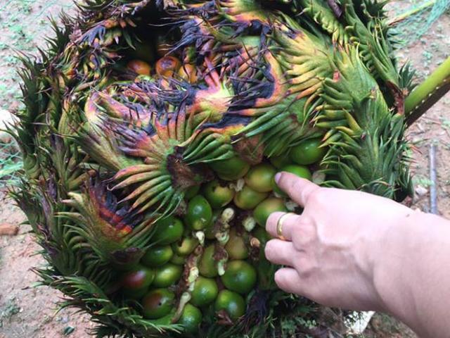 Xuất hiện thêm cây vạn tuế ”mắn đẻ”, ra gần 400 quả ở Nghệ An