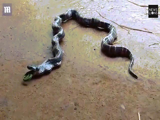 Rắn độc 1m quằn quại nôn ra rắn khác dài... 1,4m