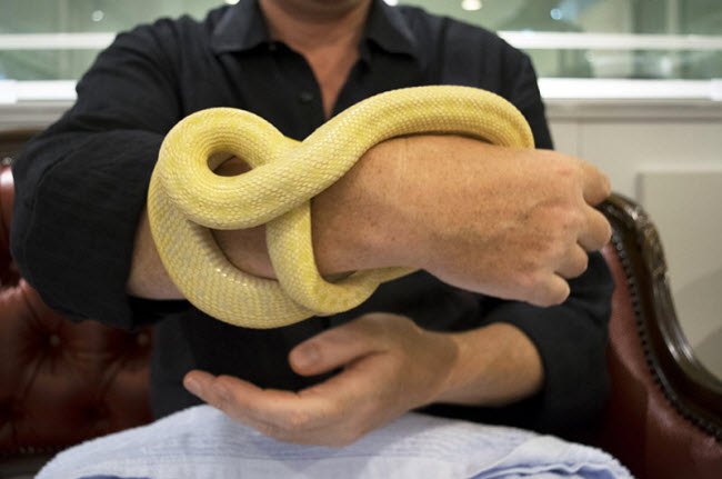 Khách hàng thích thú chơi đùa với rắn tại quán Tokyo Snake Center.