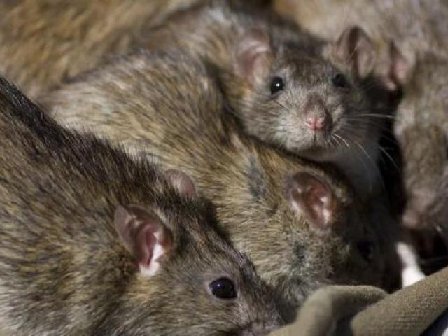 Pháp: Kinh hãi nữ sinh tàn tật bị đàn chuột tấn công