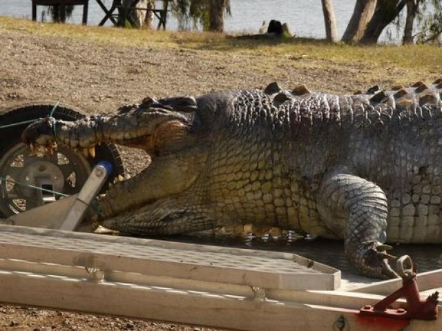 Úc: Cá sấu khổng lồ bị bắn thủng sọ, nguy cơ “bạo loạn”