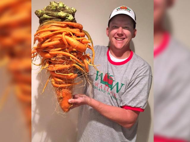 Củ cà rốt khổng lồ quái dị nặng nhất thế giới