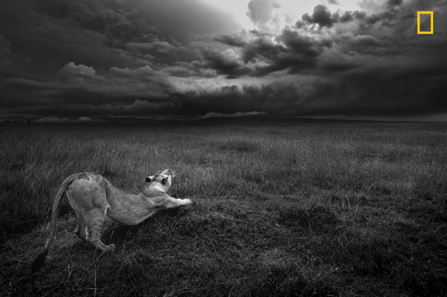 Sư tử duỗi dài cơ thể dưới bầu trời phủ mây u ám trong vườn quốc gia Masai Mara, Kenya.