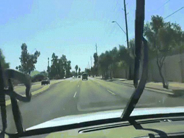 Phi thường - kỳ quặc - Đang lái xe, hoảng hốt thấy rắn bò trườn ngay trước mặt