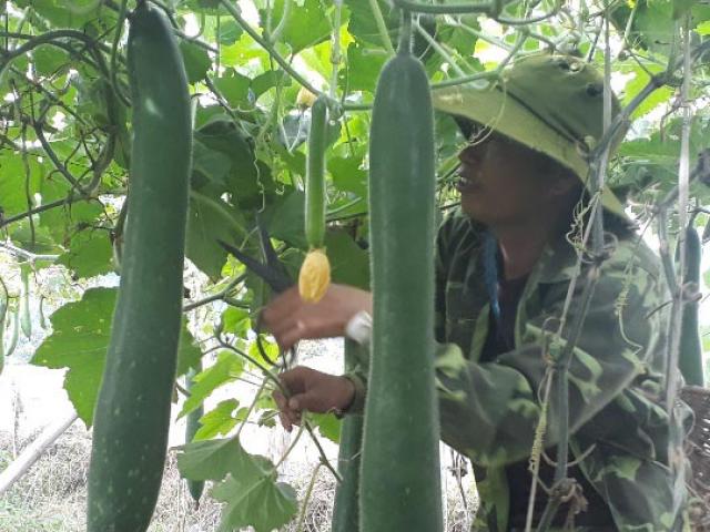 Thị trường - Tiêu dùng - Bỏ ngô trồng bí, "hot boy đồng rừng" thu lãi 30 triệu đồng/vụ