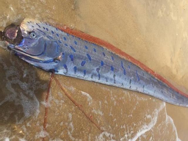 Xác cá hố rồng dài hơn 4m trôi dạt vào bờ biển ở Huế