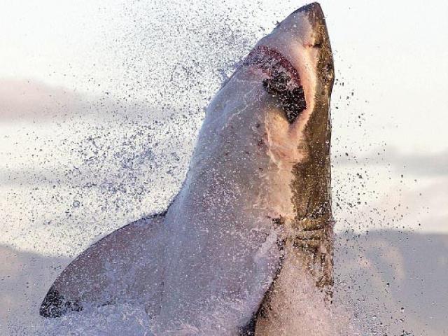 Thế giới - Khoảnh khắc cá mập trắng phi thân thẳng đứng lên cao đớp gọn hải cẩu